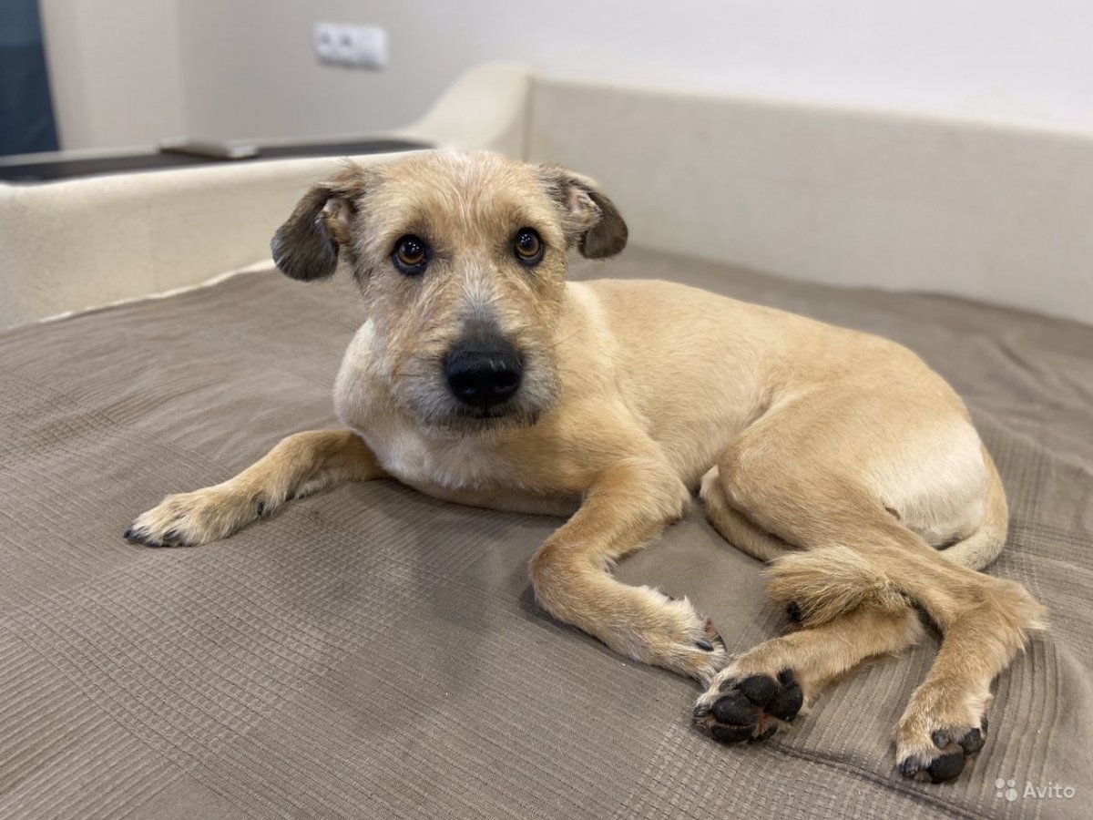 Метис корги и хаски