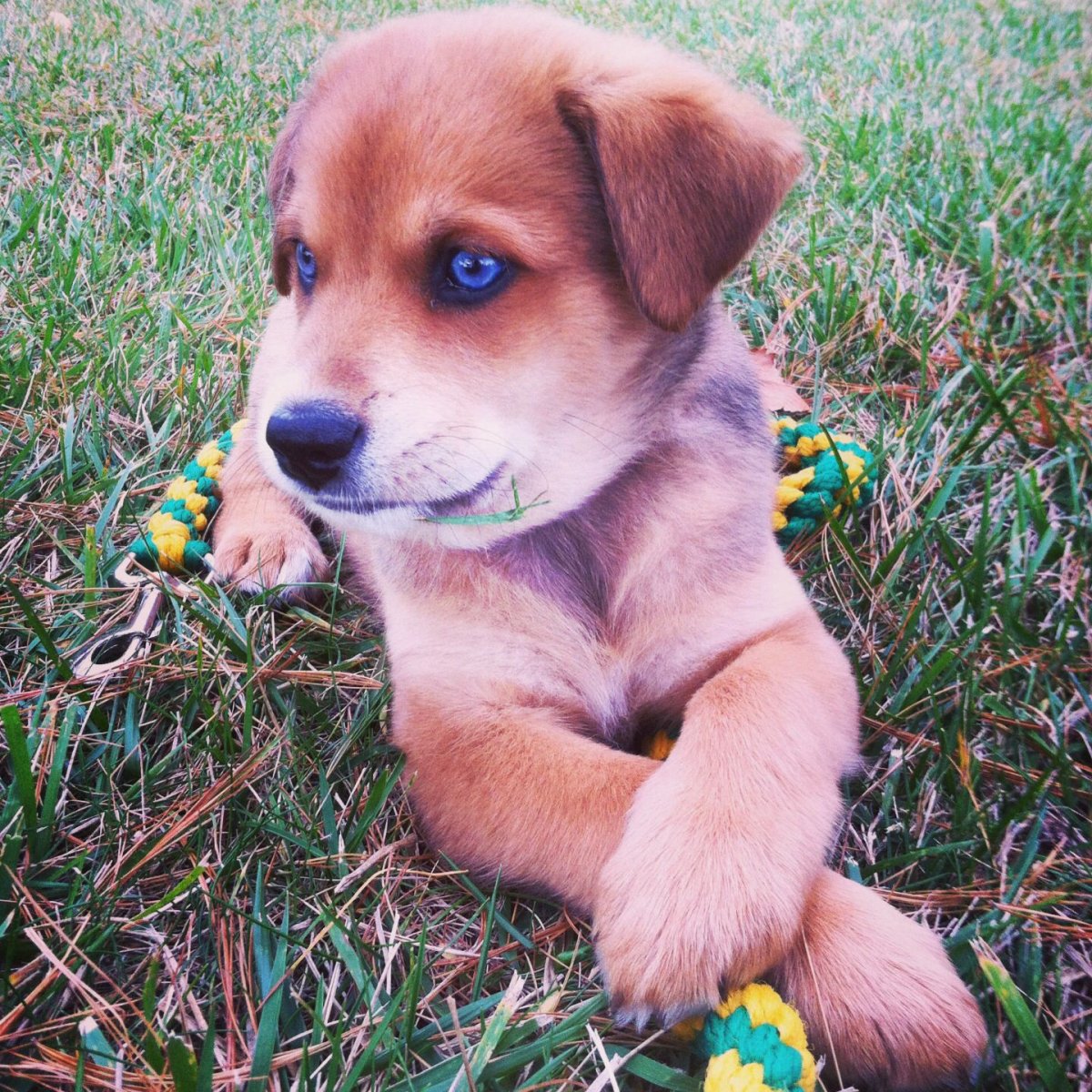 Смесь хаски и Шепарда