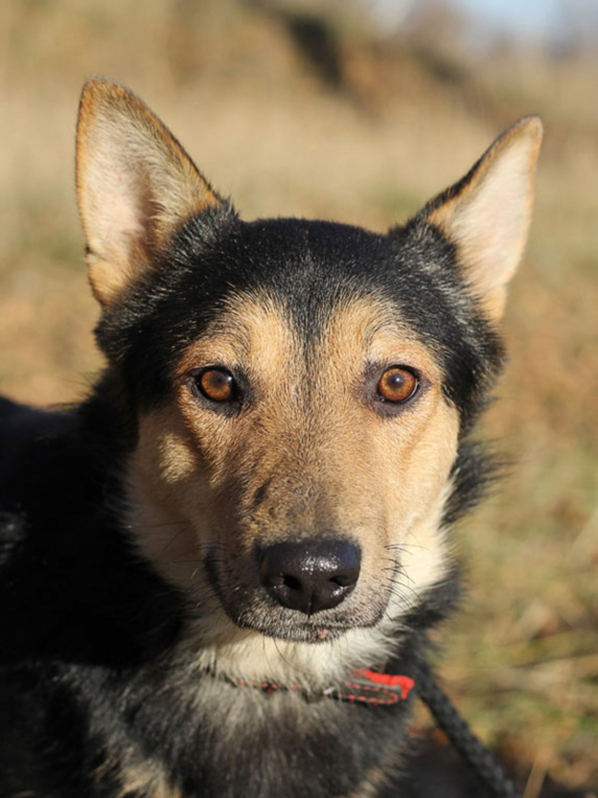 Помесь хаски и спаниеля