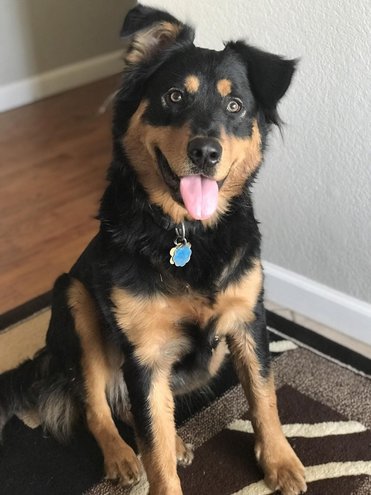 Собака метис терьера