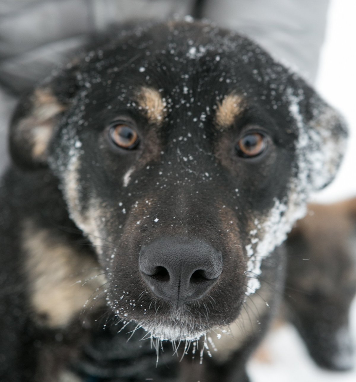 Смешные помеси собак