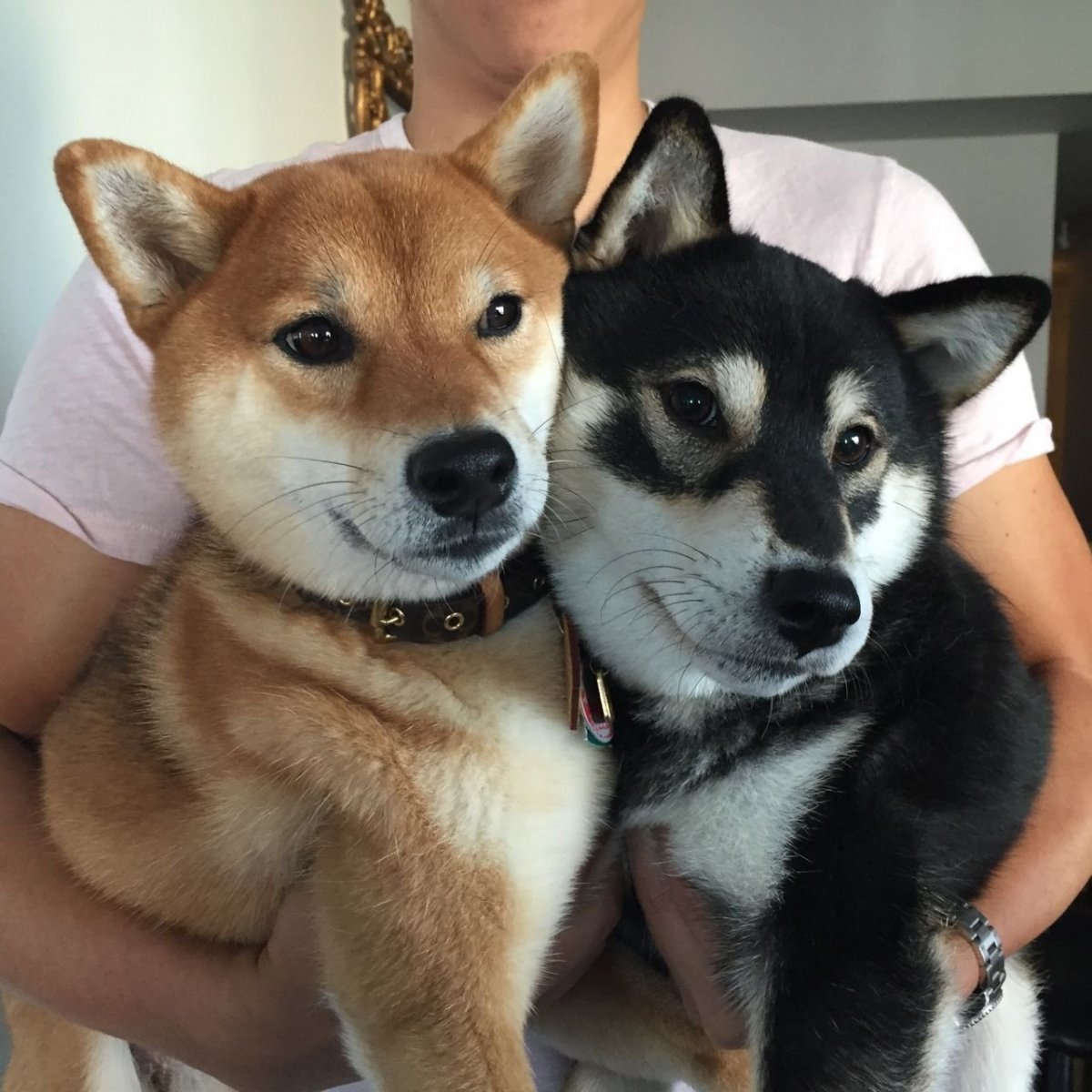 Метис малинуа и хаски