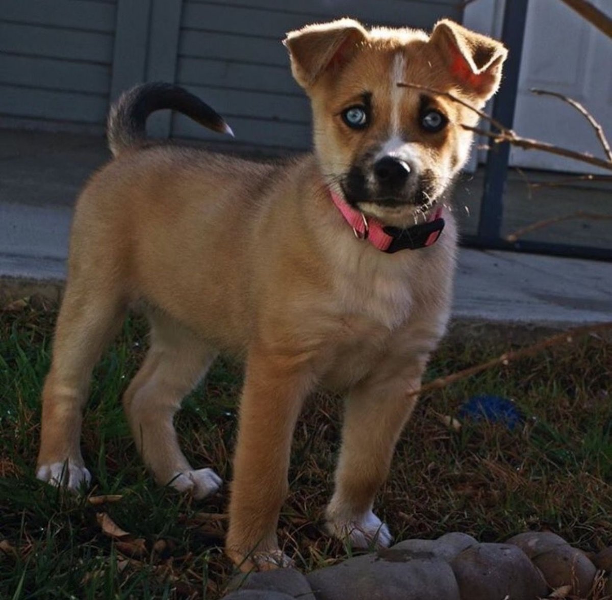 Флаффи французский бульдог