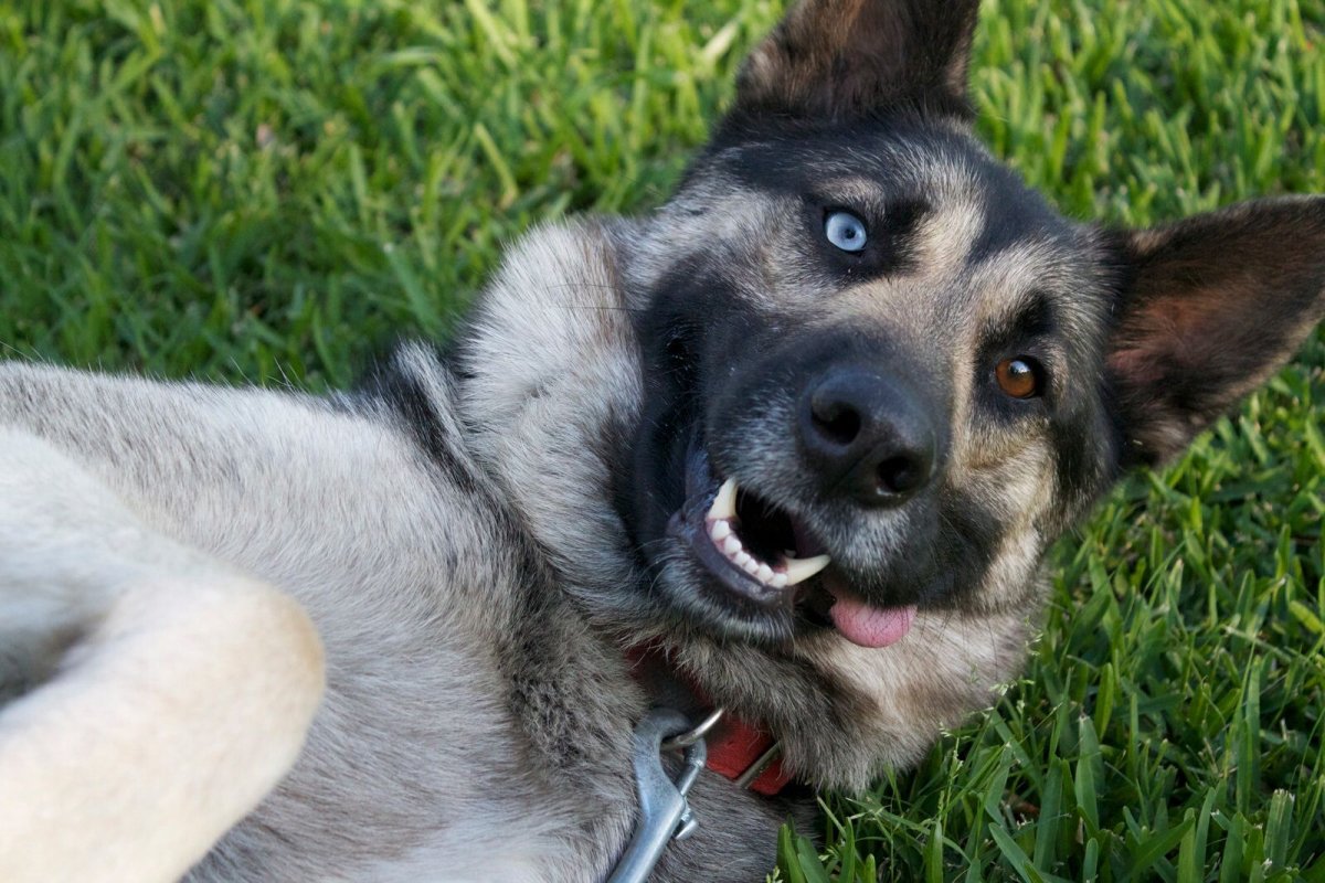 Помесь хаски и лабрадора