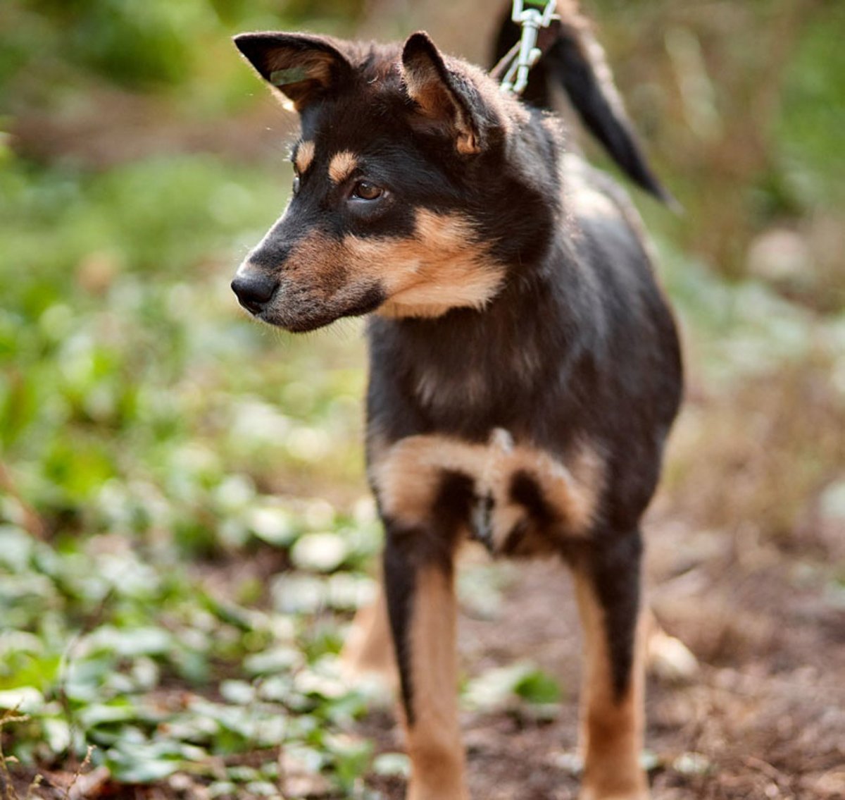 Метис бордер колли