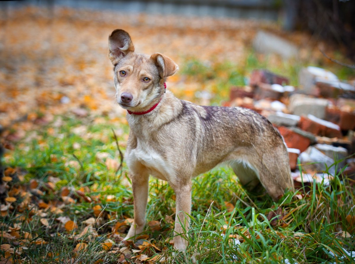 Метис ретривера и хаски