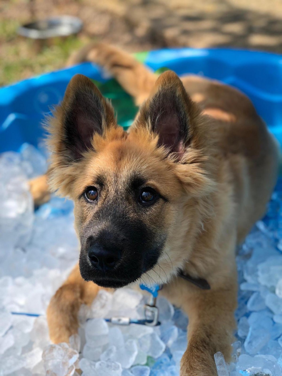 Метис хаски и овчарки