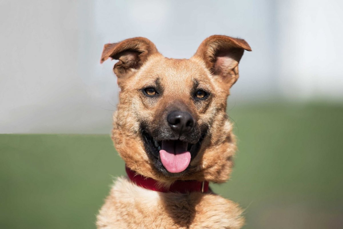 Собаки метисы средних пород