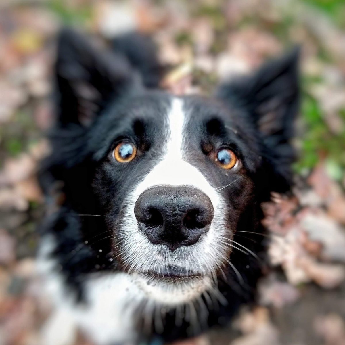 Кокер спаниель помесь