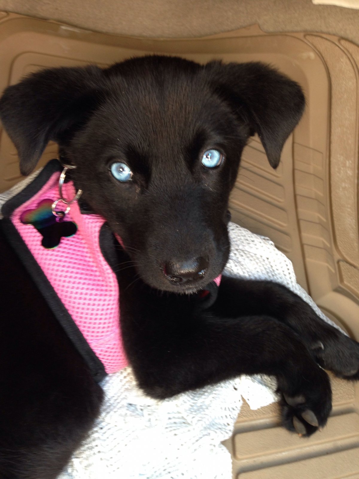 Смесь Джек Рассела и стаффорда