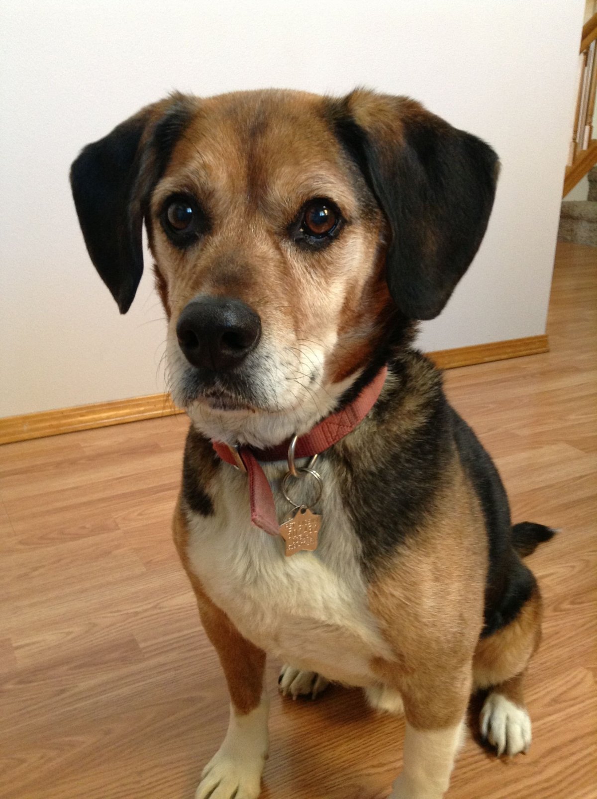 Помесь собаки простой и зенненхэм