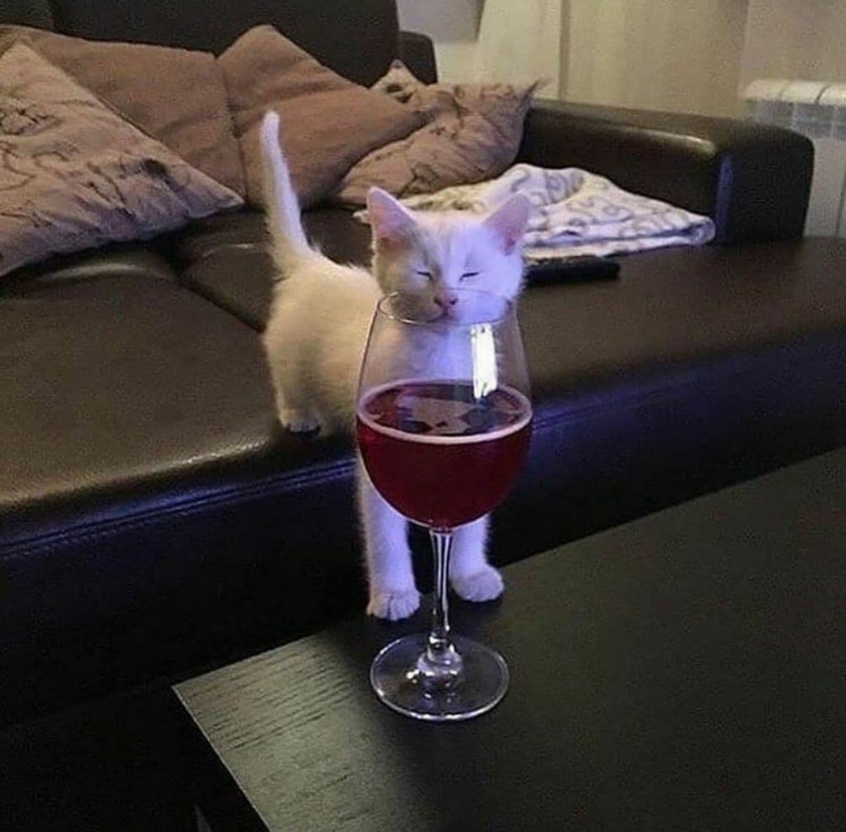 Кот пьет вино