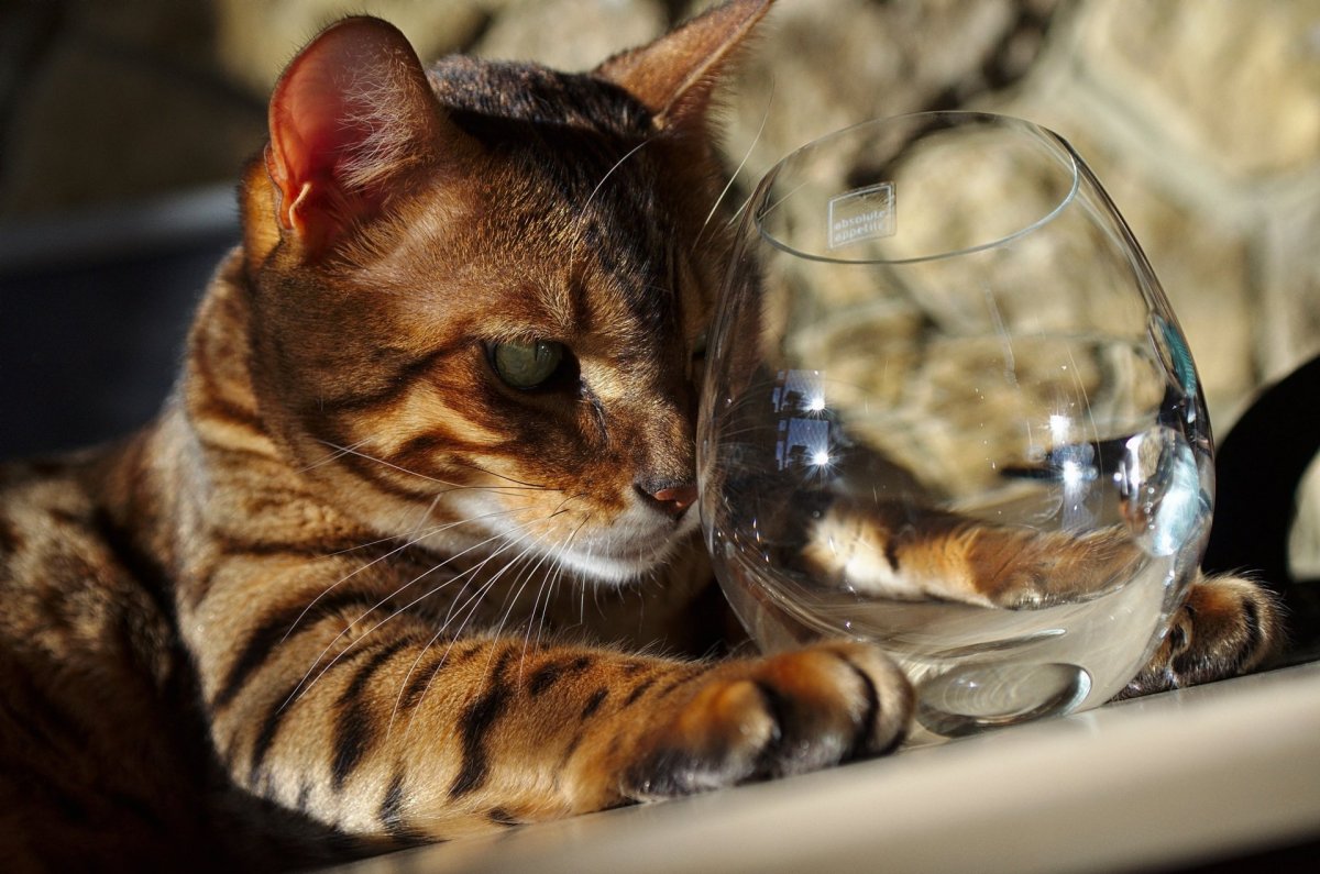 Кот с бокалом вина