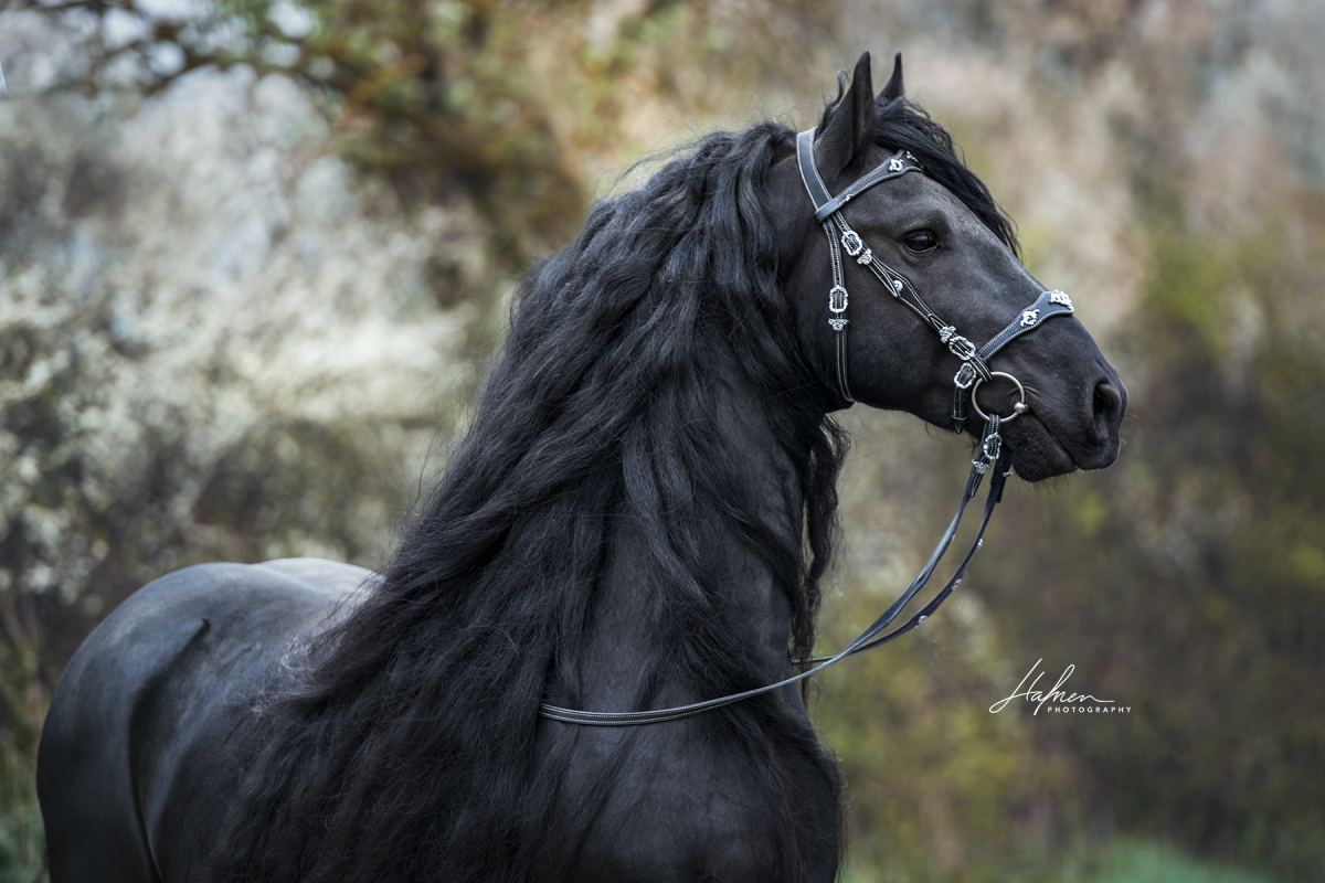 Фризская порода лошадей Фридрих Великий