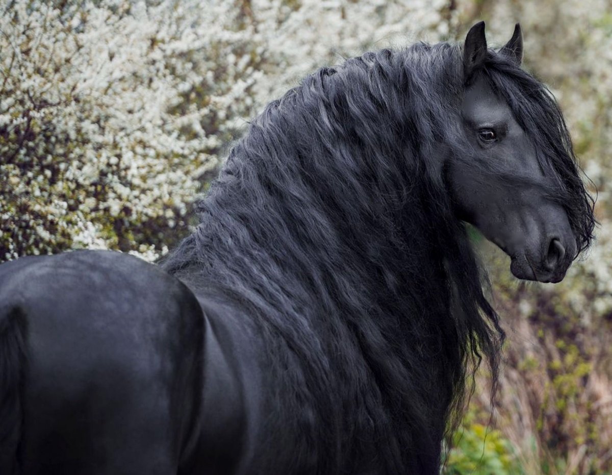 Фризская лошадь альбинос