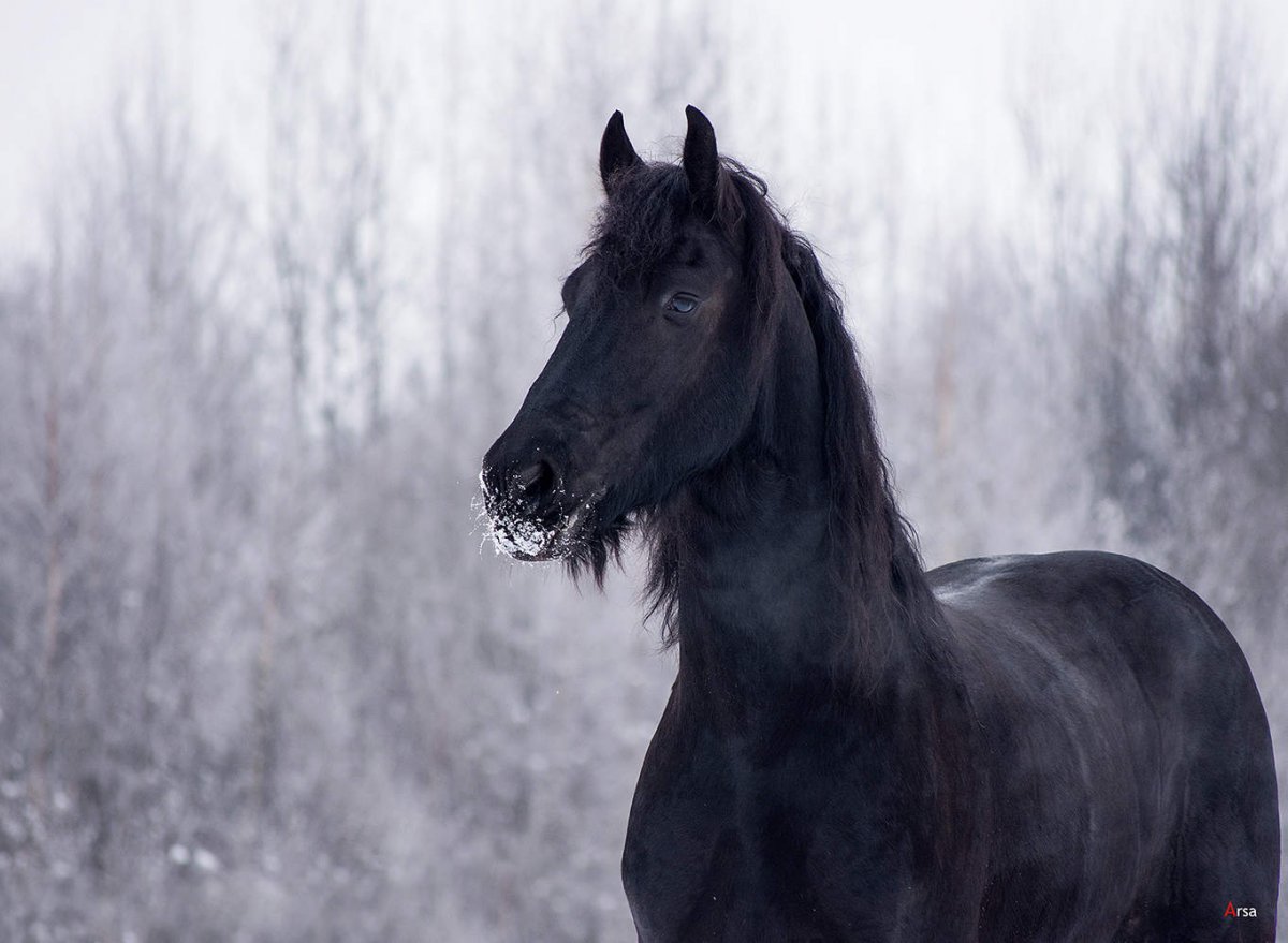 КСК вороной Мустанг