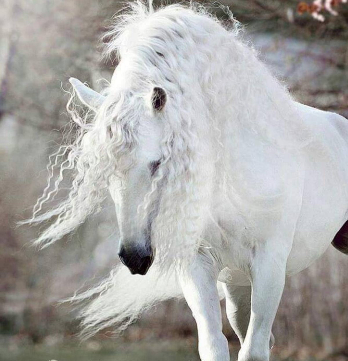 Красивые лошади