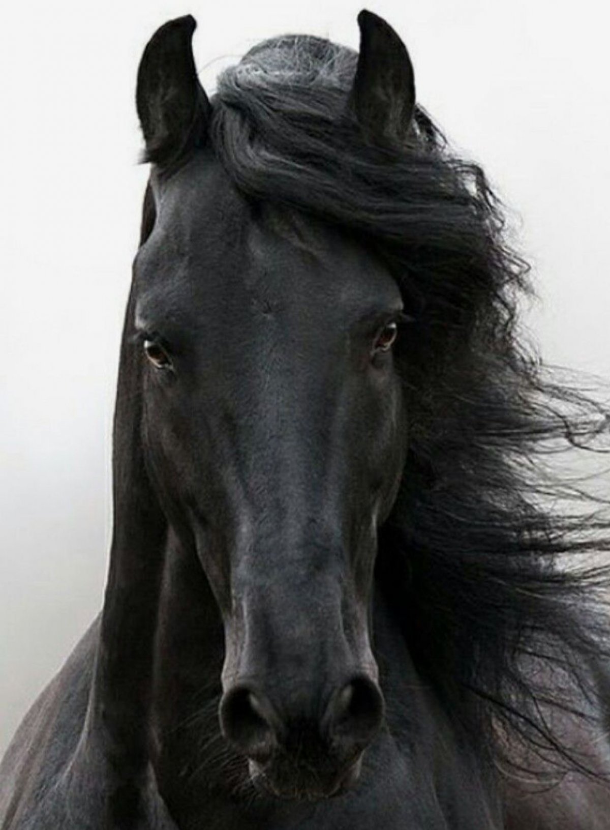 Лошадь Фредерик Великий