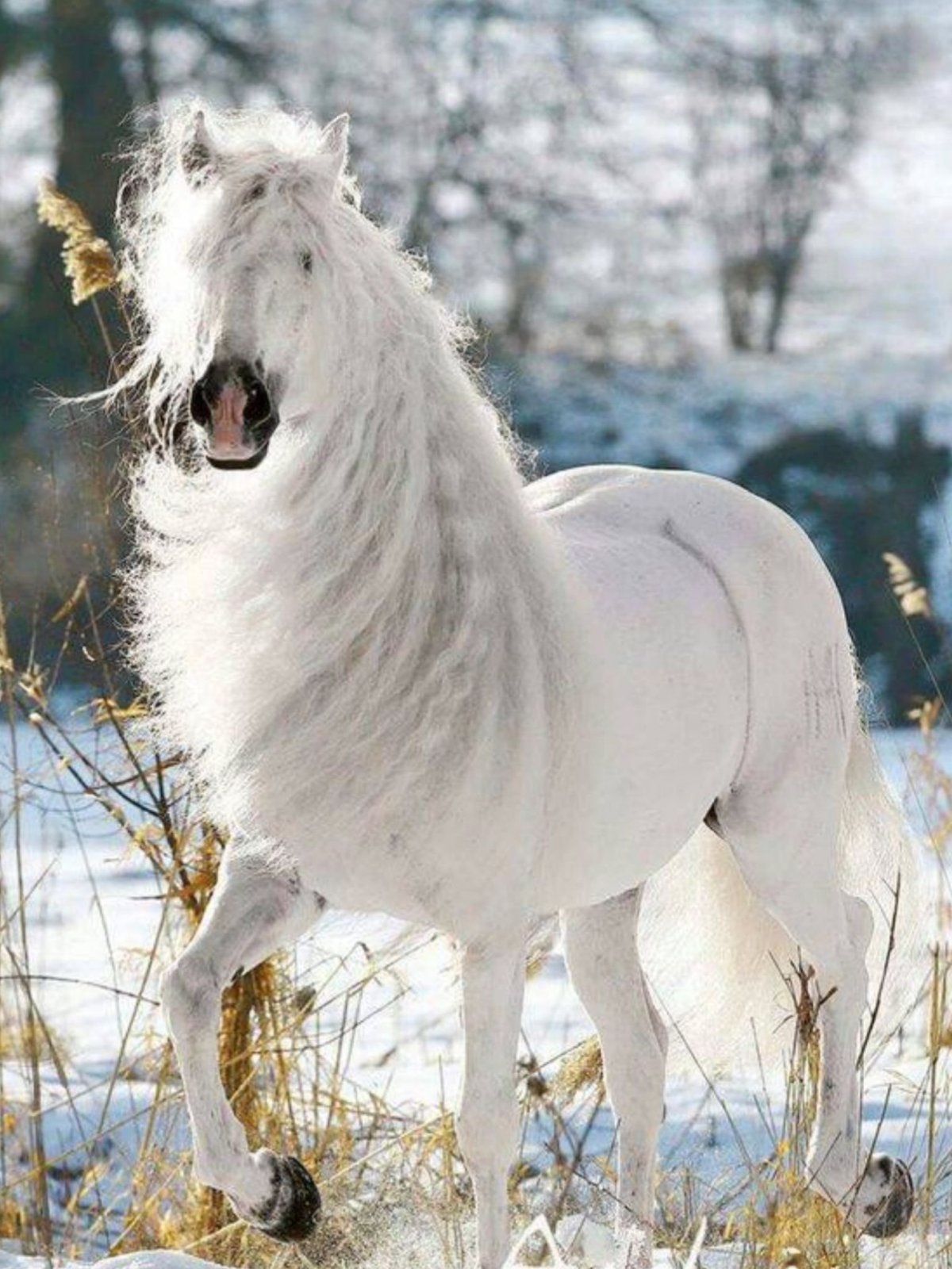 Арабо Фризская лошадь