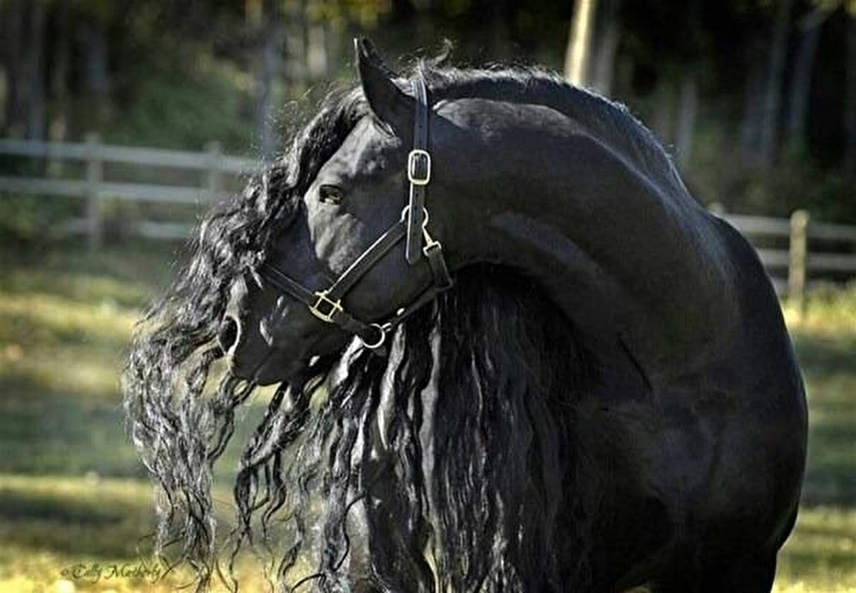 Фризская альбинос