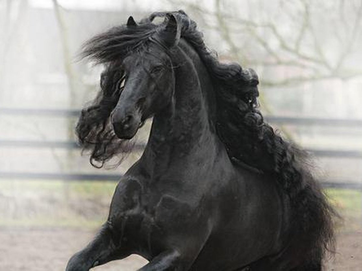 Фризская лошадь черная Жемчужина