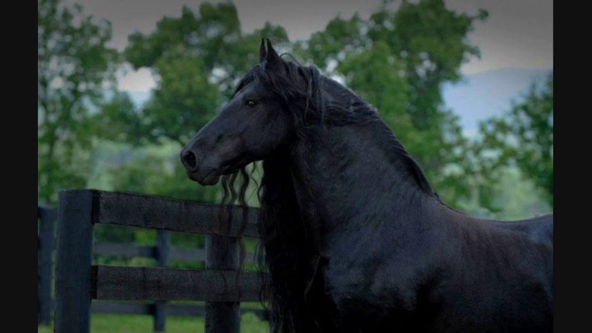 Красивая лошадь на черном фоне