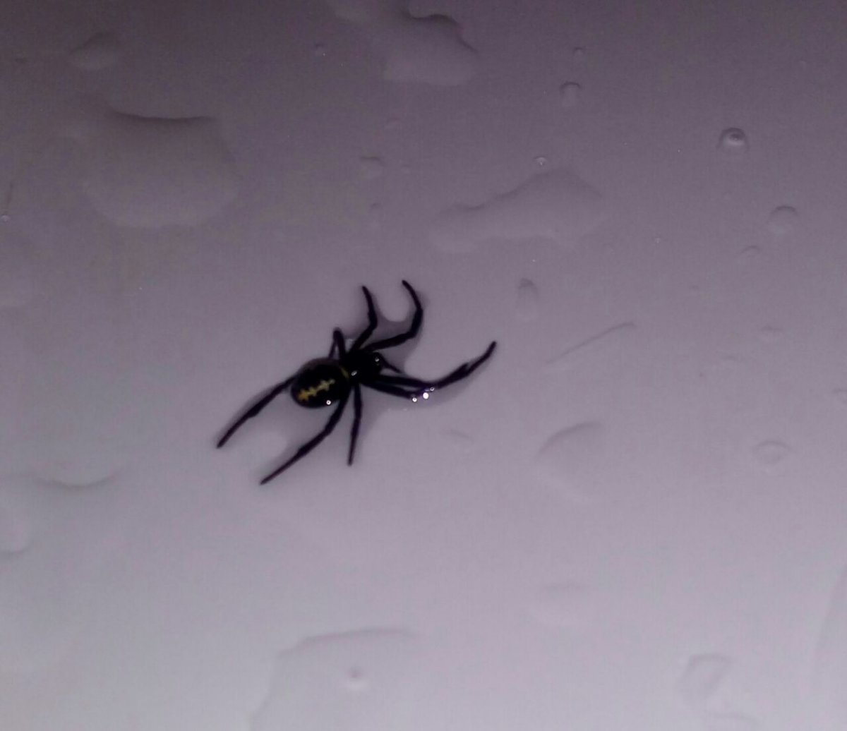 Фон много пауков и насекомых