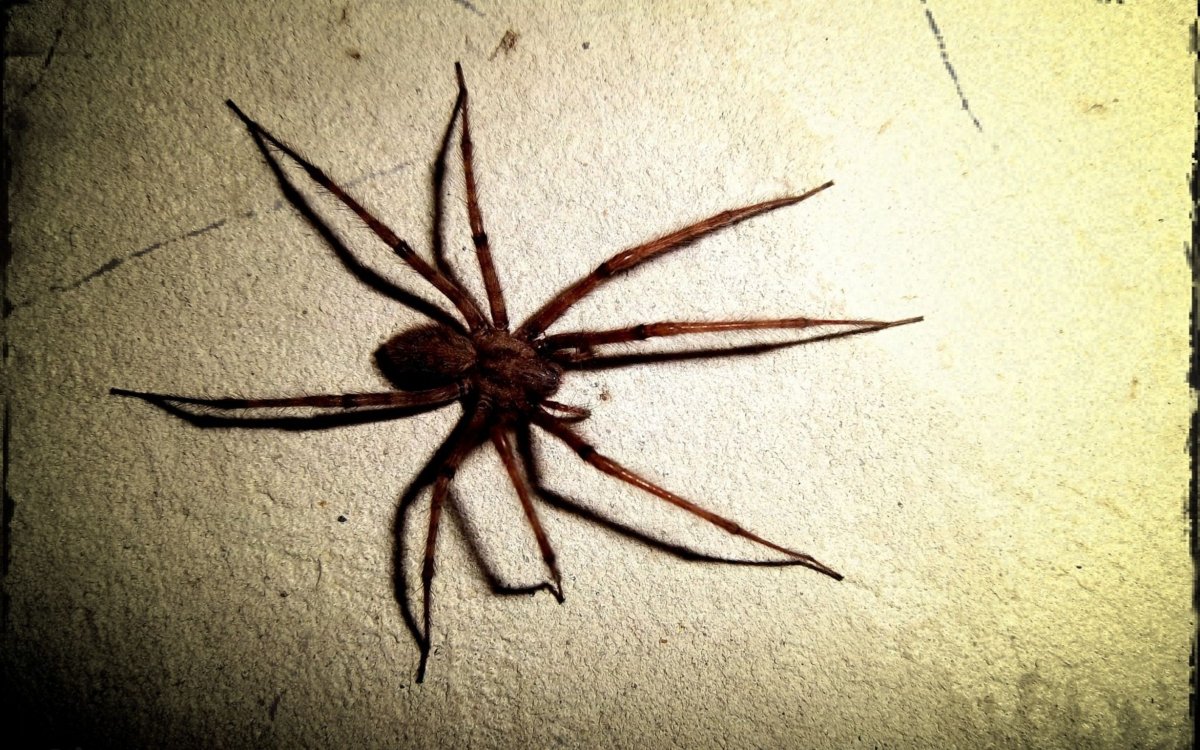 Что видит паук