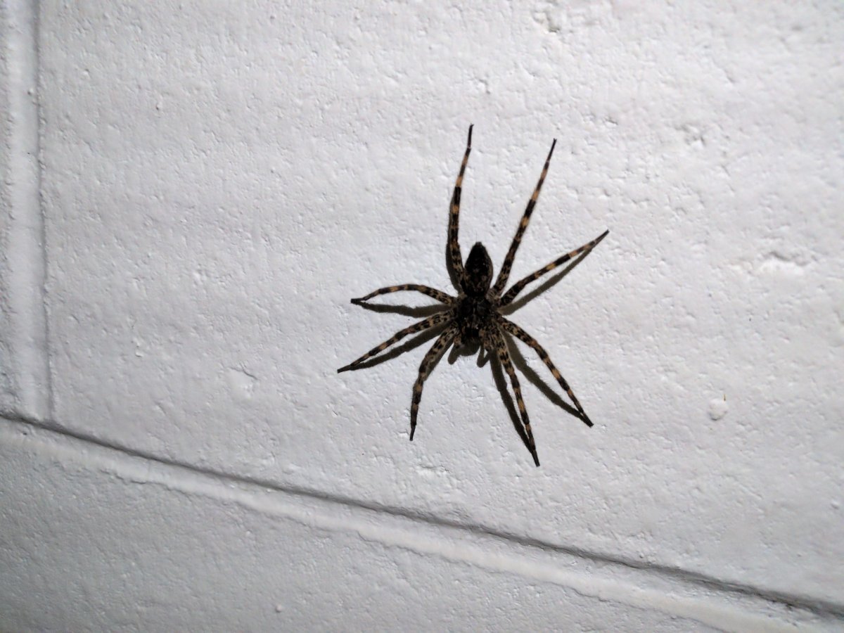 Steatoda Nobilis паук чёрный