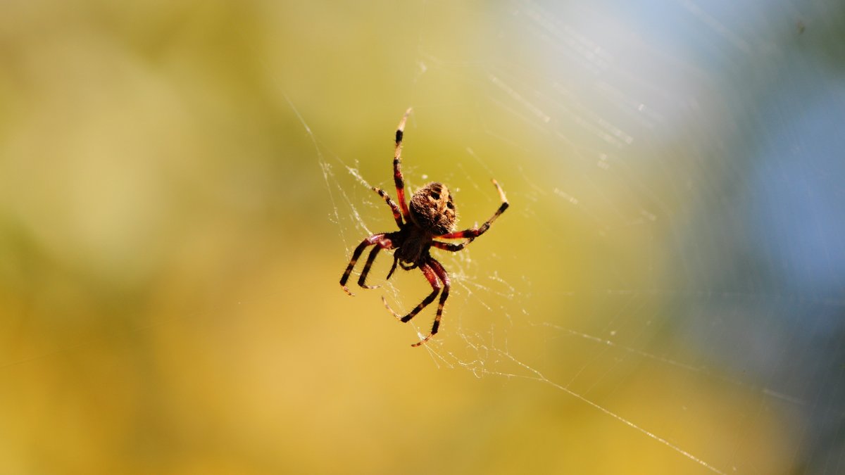 Ядовитые черный домашний паук