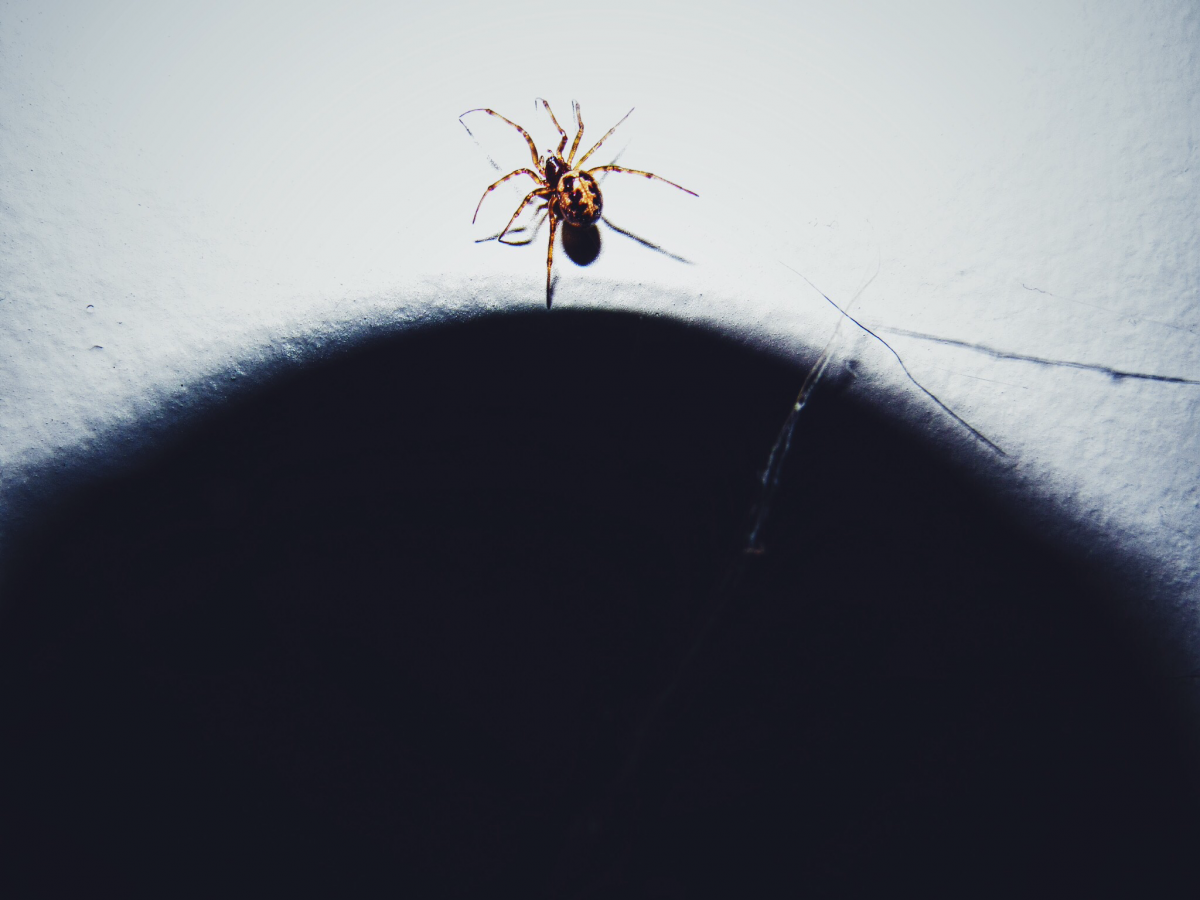 Чёрная вдова паук кокон