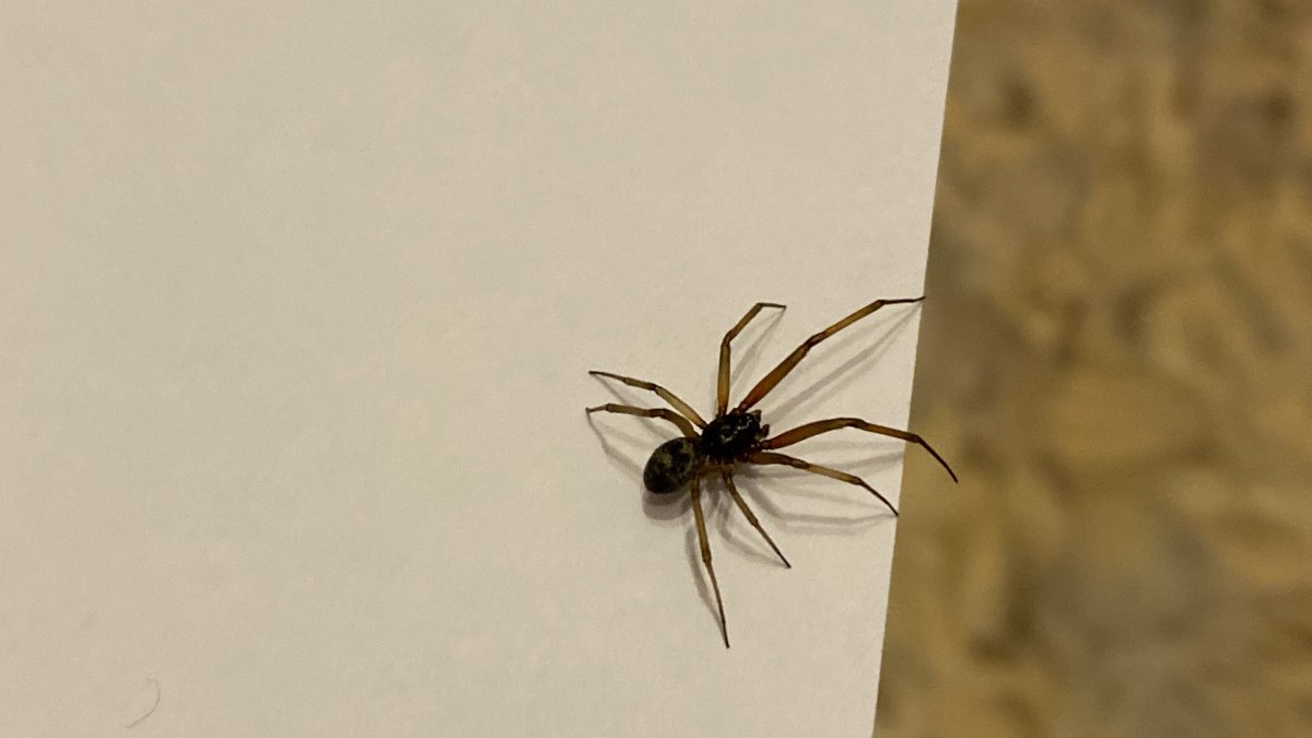 Araneus паутина