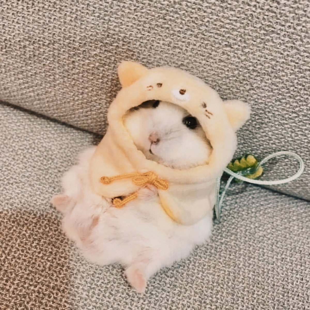 Хомяк в одежке