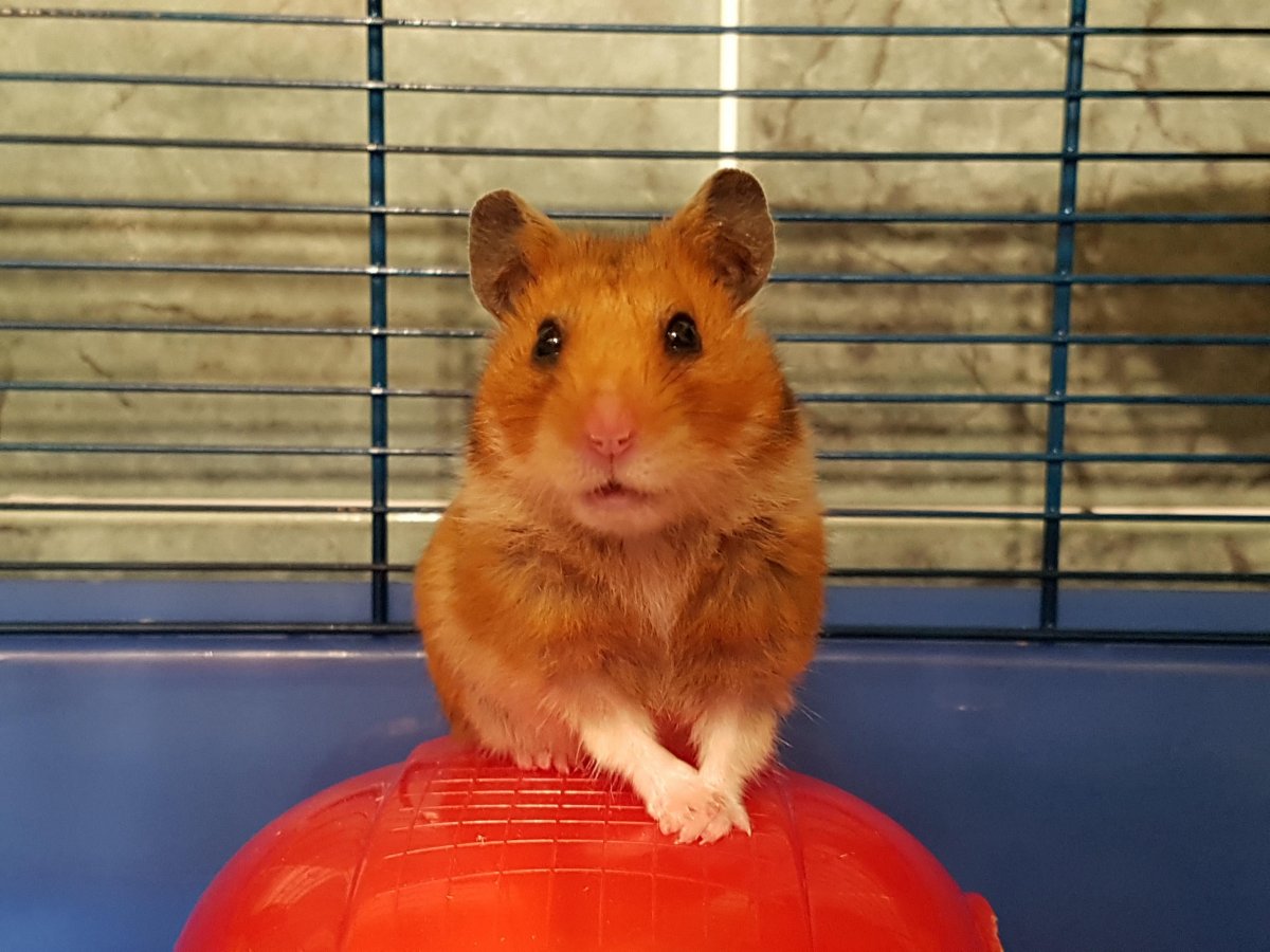 Хомячки из пинтереста