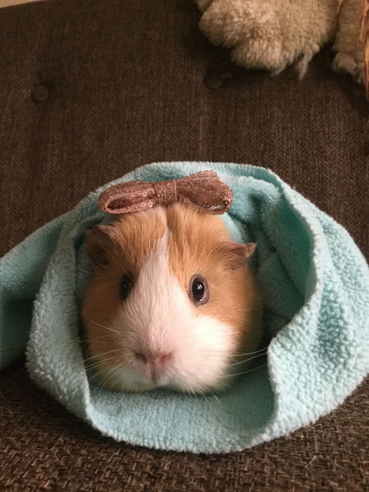 Хома тиктокерша