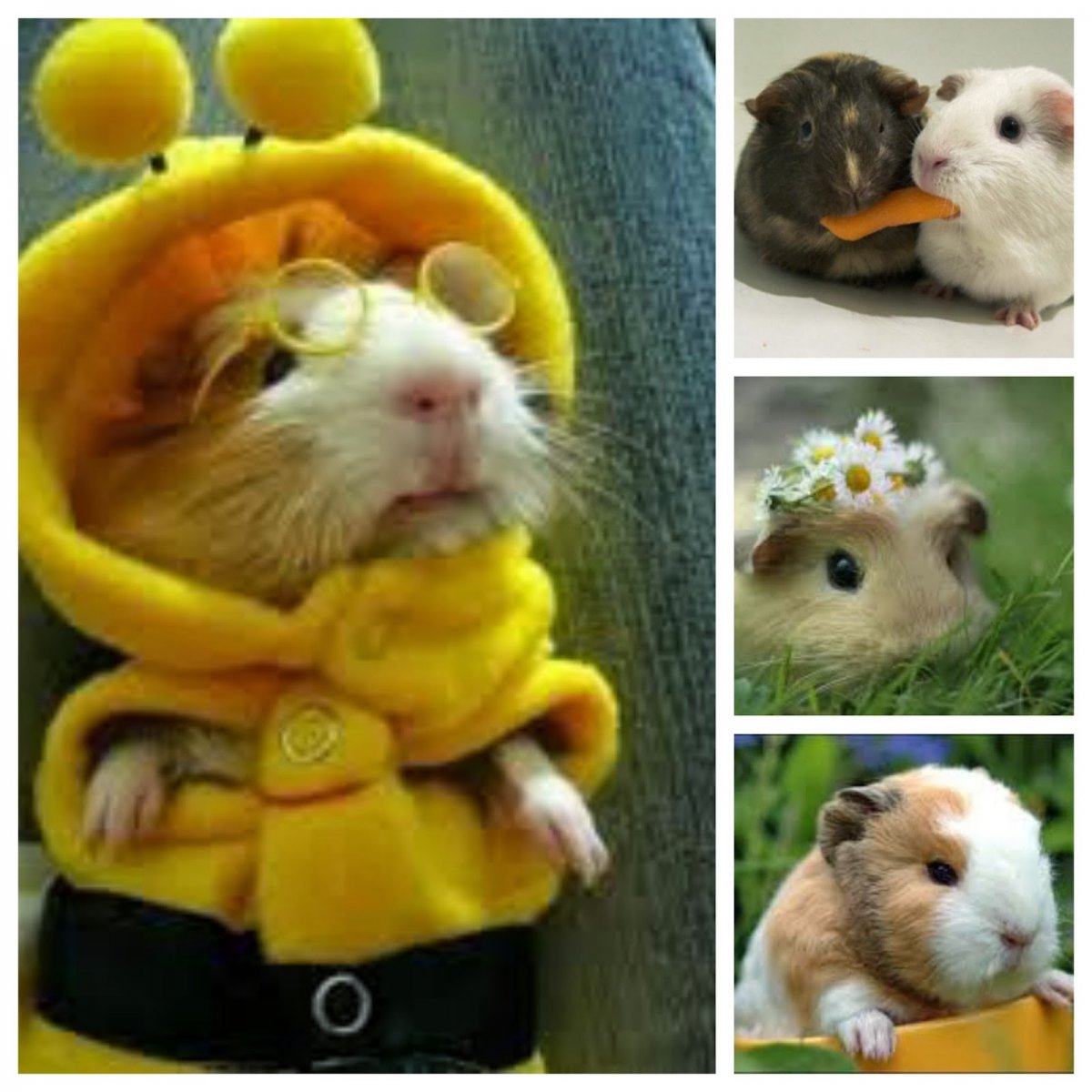 Сирийский карликовый хомяк