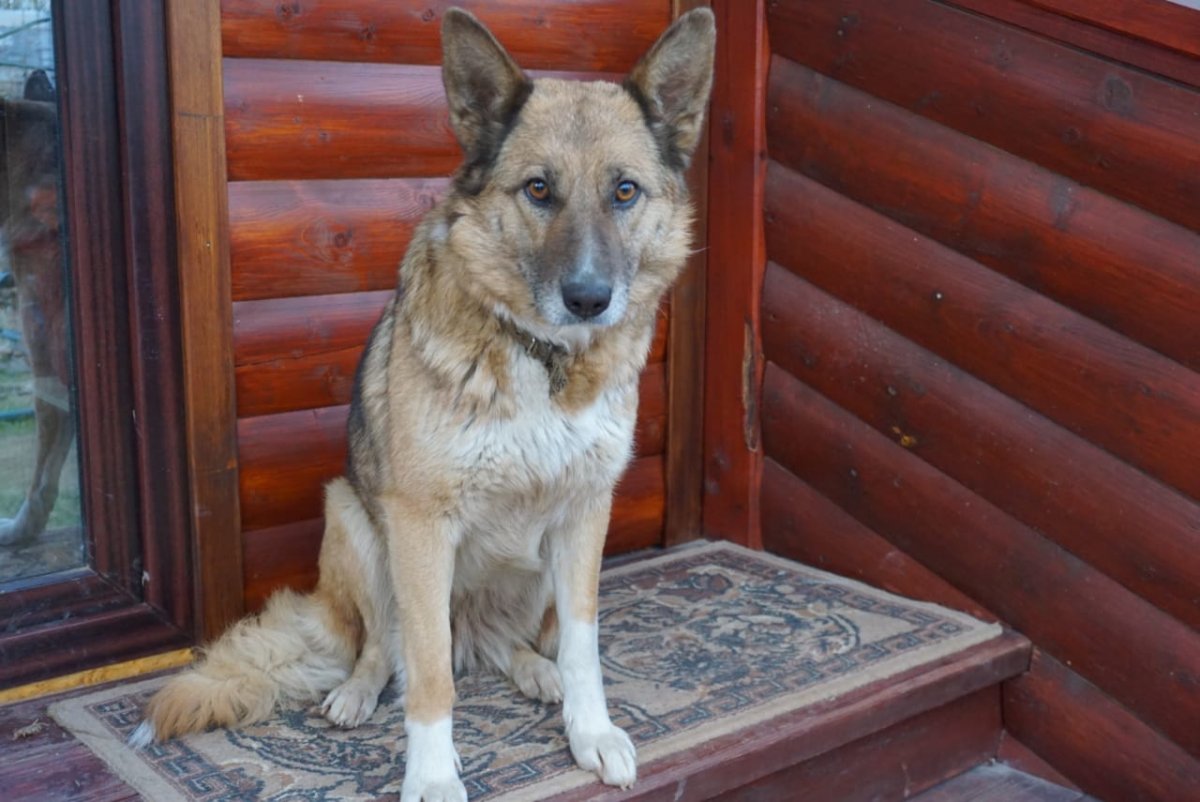 Метис овчарки и лисы