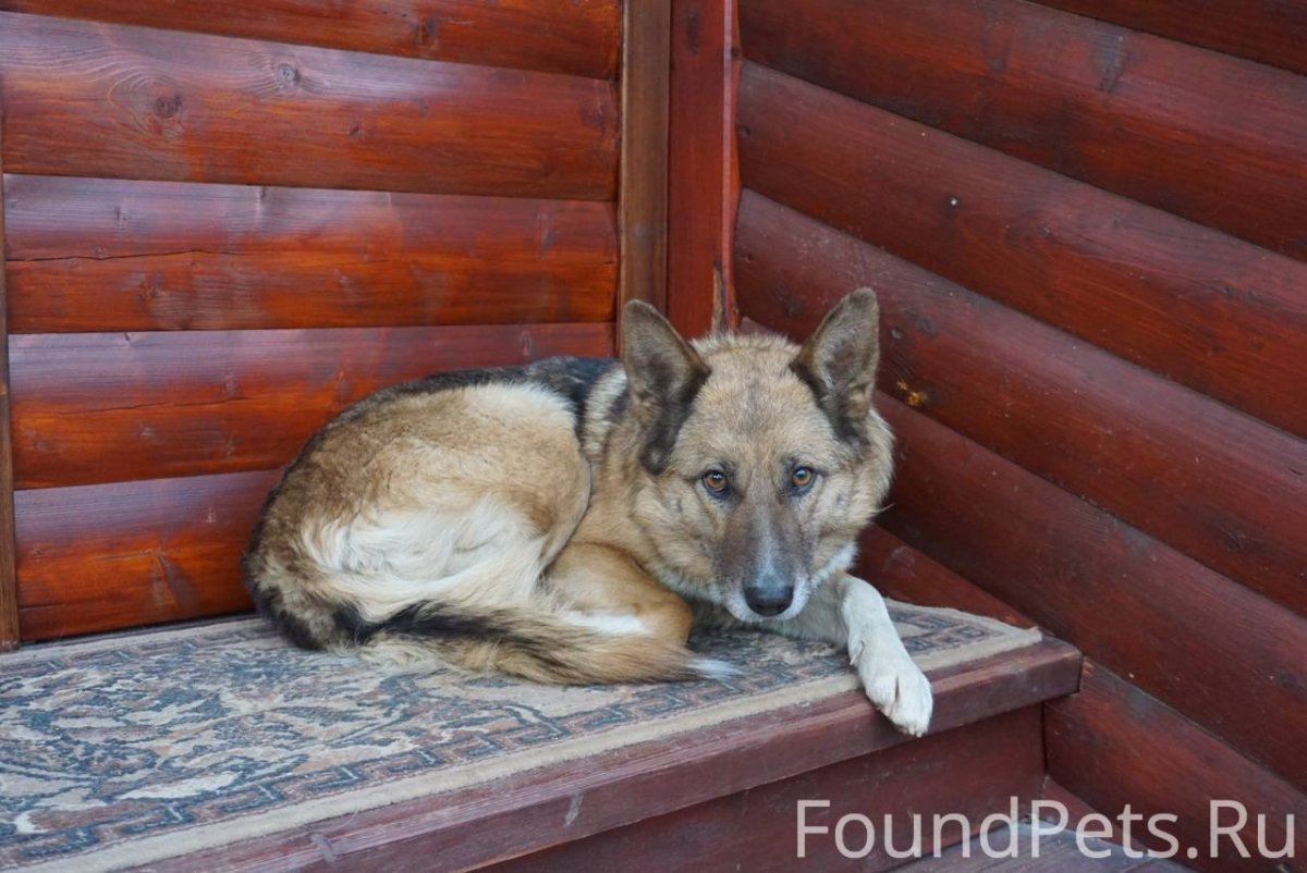 Сафоново найдена собака