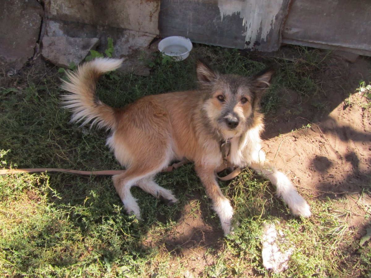 Метис лисы и хаски