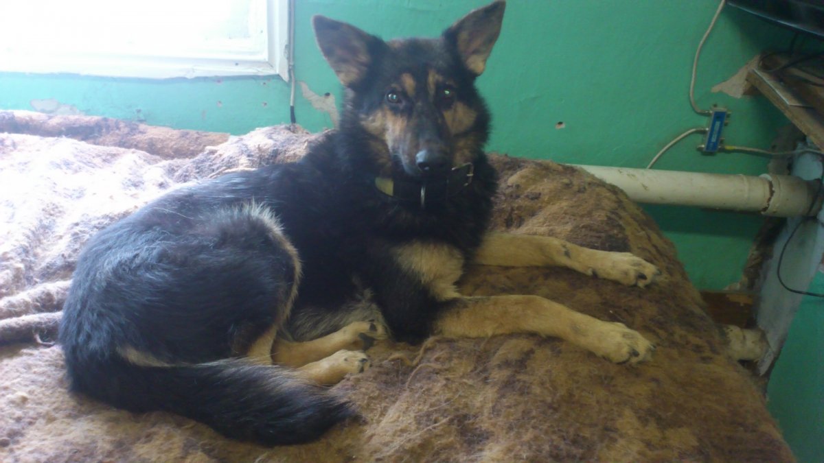 Метис овчарки и лисы