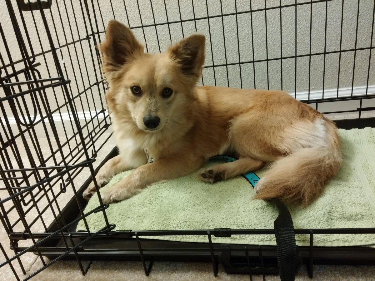 Гибрид собаки и лисы