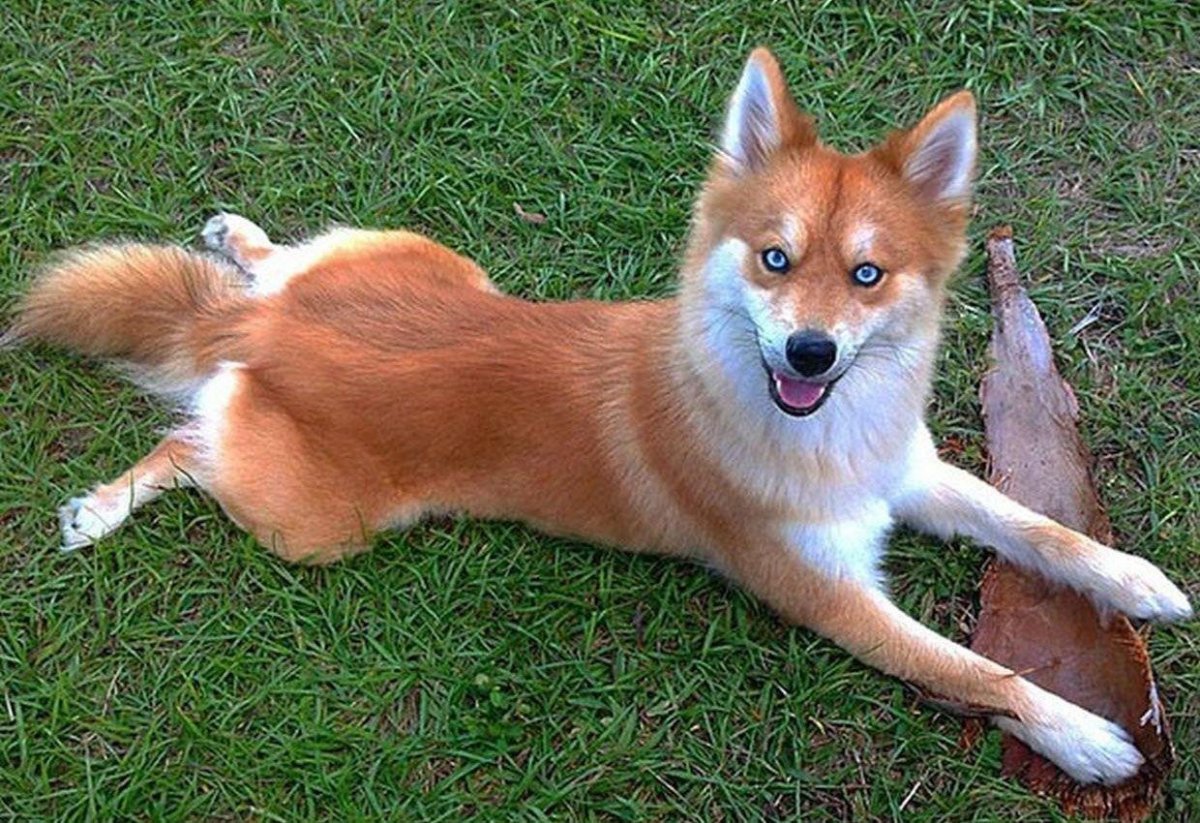 Аусси и немецкая овчарка