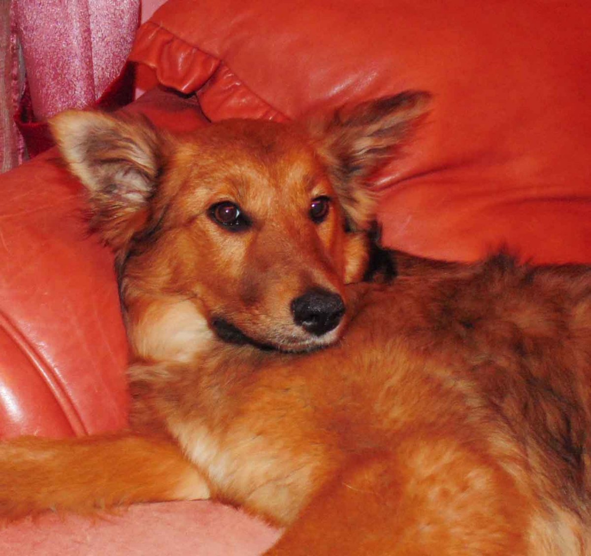 Смесь собаки с лисой