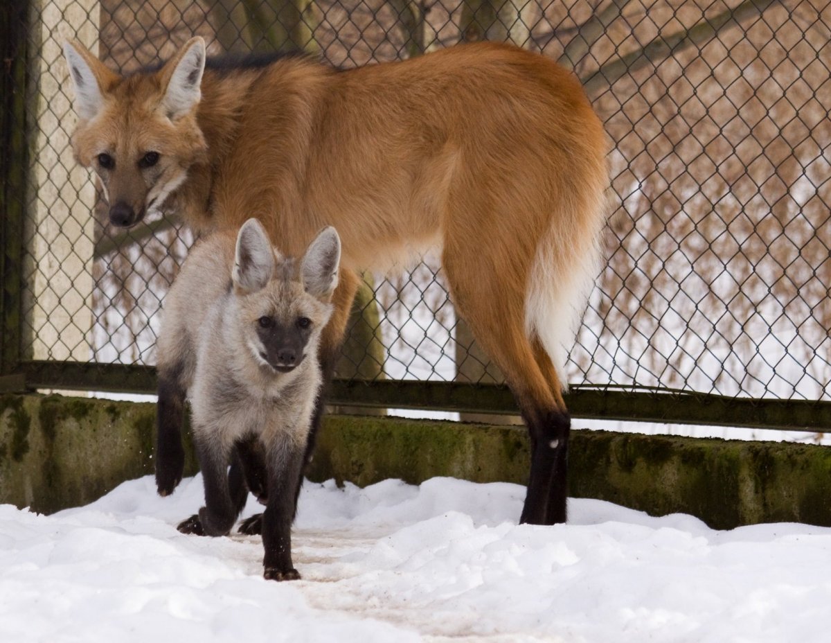 Метис собаки и кролика