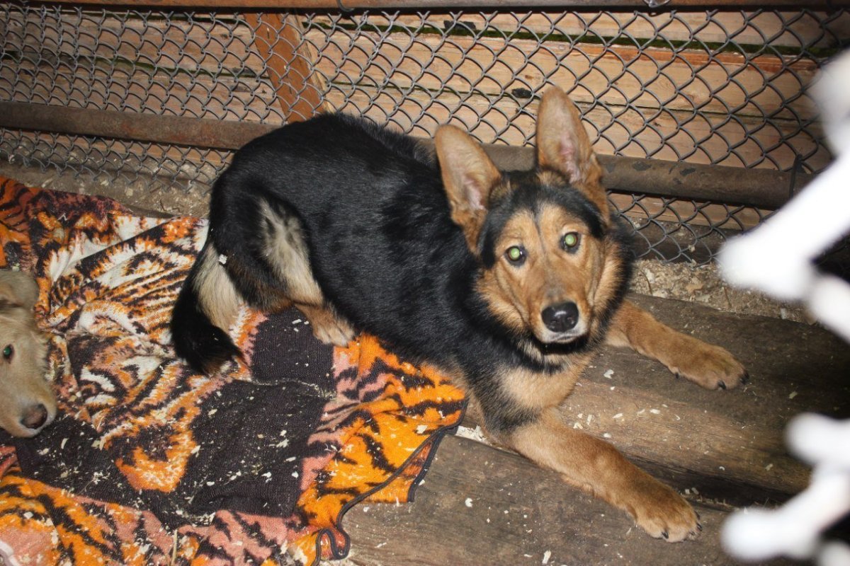 Собака-метис лайки рыжая