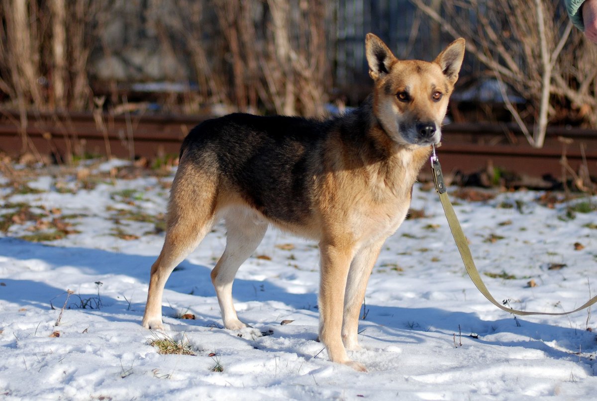 Гривистый волк