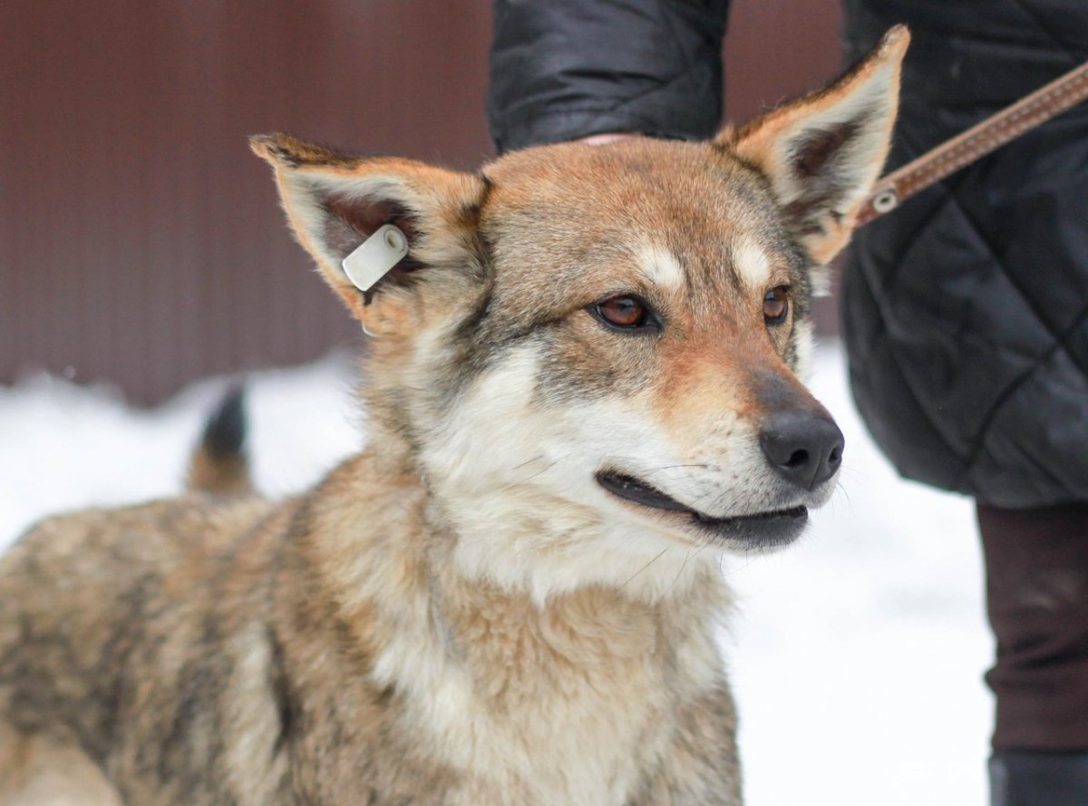 Метис лисы и собаки