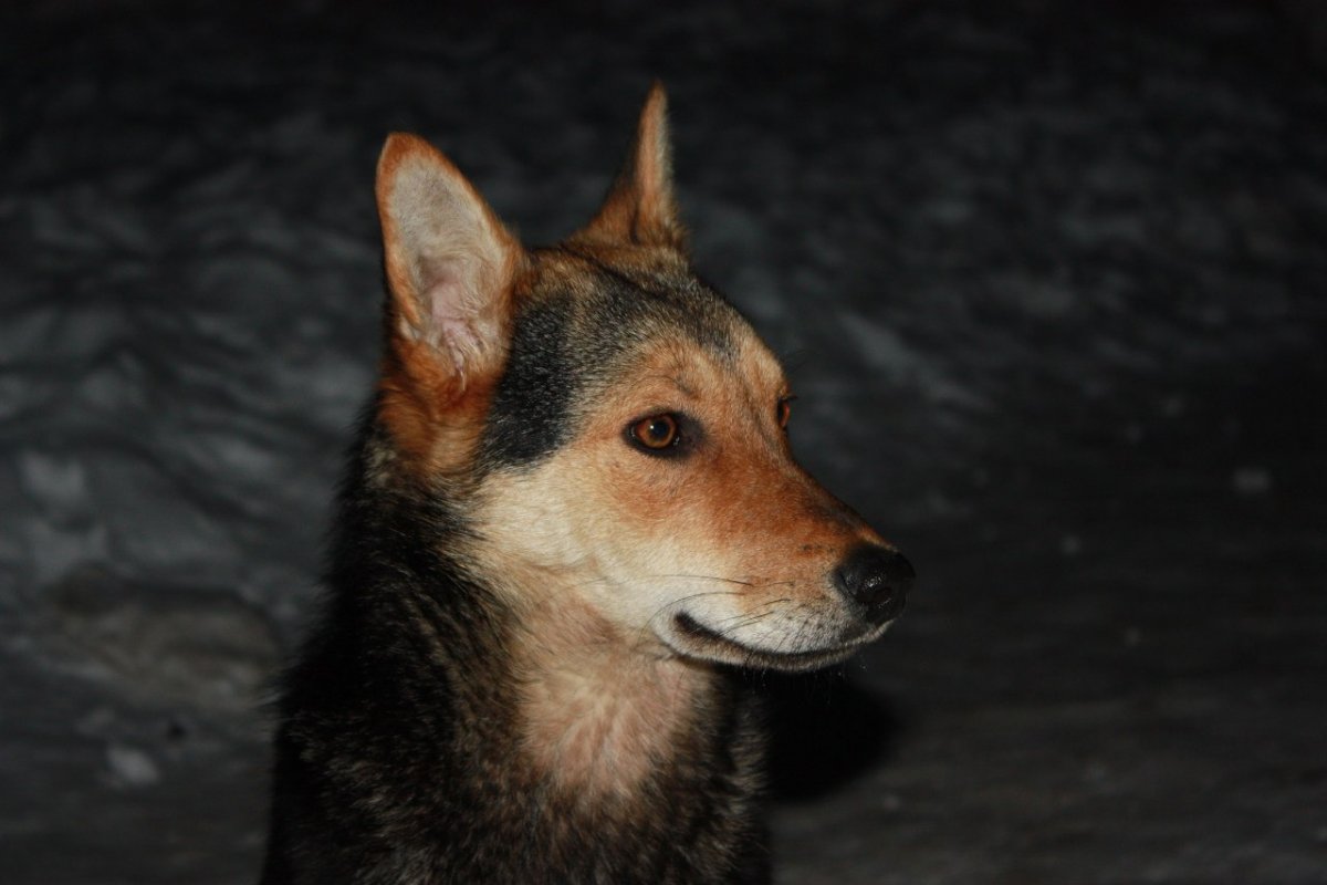 Метис овчарки и лисы