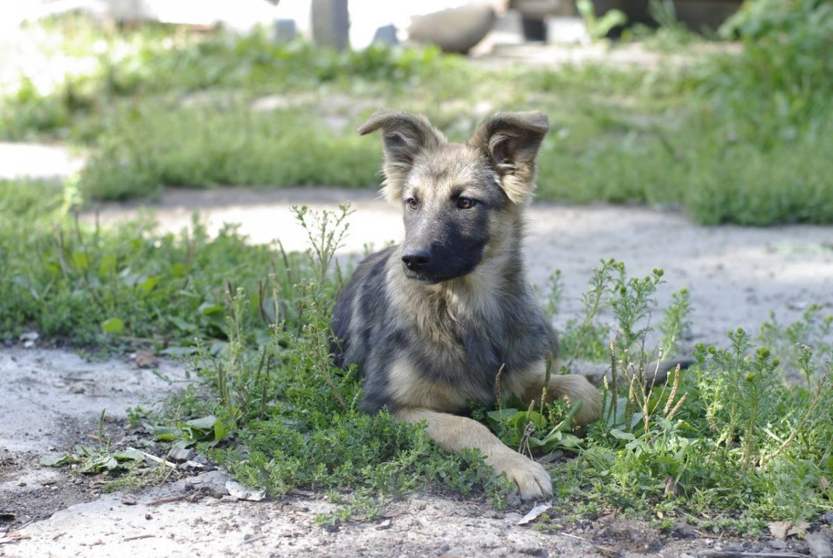 Помски Фокси