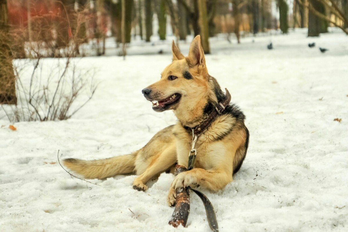 Гривастый волк Московский зоопарк